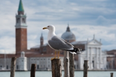 Scatti Carnevale Venezia 2018 - Parte Prima  388 13 febbraio 2018