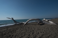 Scatti Marina di Bibbona 13 Ottobre-022
