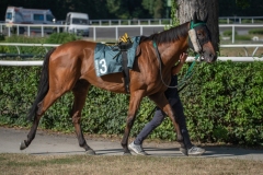 Scatti-Ippodromo-Visarno-202021