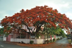 Scatti Mauritius 001 01 dicembre 2012