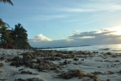 Scatti Mauritius 122 09 dicembre 2013
