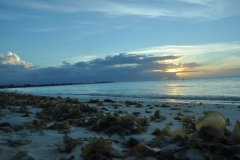 Scatti Mauritius 125 09 dicembre 2013