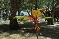 Scatti Mauritius 142 03 dicembre 2012