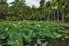 Scatti Mauritius 200 04 novembre 2011