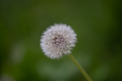 Scatti-Macro-20191