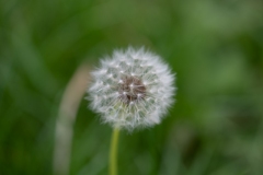 Scatti-Macro-201910