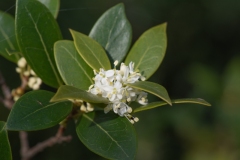Scatti-Macro-201912