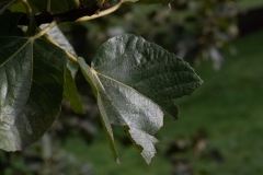 Scatti-Macro-201917