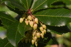 Scatti-Macro-201923