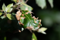 Scatti-Macro-20194-2