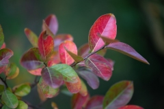 Scatti-Macro-20194