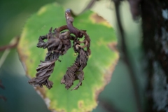Scatti-Macro-20195