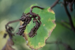 Scatti-Macro-20196