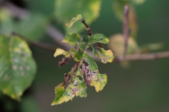 Scatti-Parco-Cascine-20196